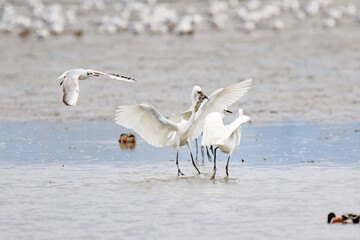 A Fierce Feeding Frenzy: Egrets and Seagulls Clash in a Tidal Battle