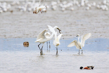 A Fierce Feeding Frenzy: Egrets and Seagulls Clash in a Tidal Battle