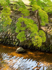 奈良公園を流れる吉城川の青紅葉