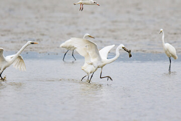 A Fierce Feeding Frenzy: Egrets and Seagulls Clash in a Tidal Battle