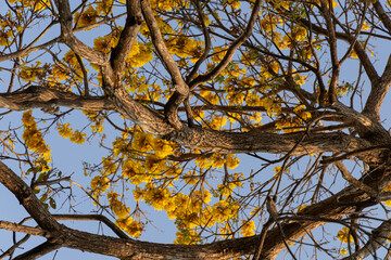 Tree called Yellow Ipê in the Amazon region of Brazil. yellow ipe tree