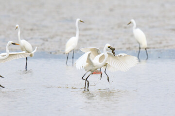 A Fierce Feeding Frenzy: Egrets and Seagulls Clash in a Tidal Battle