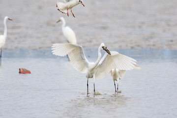 A Fierce Feeding Frenzy: Egrets and Seagulls Clash in a Tidal Battle