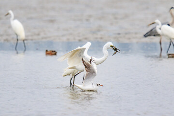 A Fierce Feeding Frenzy: Egrets and Seagulls Clash in a Tidal Battle