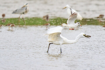 Egret Hunting in Shallow Waters, Mai Po Natural Reserve, Hong Kong