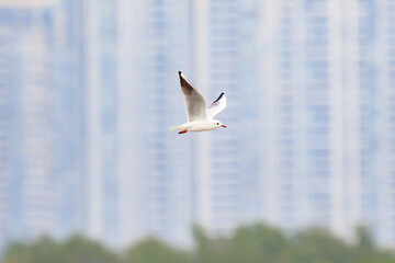 Black-headed Gull Soaring Above a Modern Metropolis