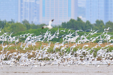 Black-headed Gulls in Flight Over Wetland, Mai Po Natural Reserve, Hong Kong