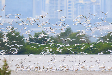 Black-headed Gulls in Flight Over Wetland, Mai Po Natural Reserve, Hong Kong