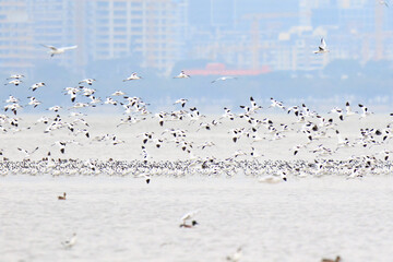 Large Flock of Pied Avocets in Flight Over Water, Mai Po Natural Reserve, Hong Kong