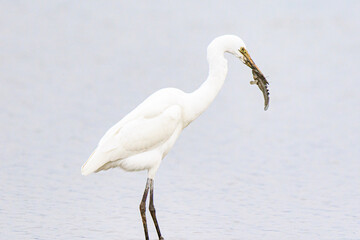 A Moment of Triumph: Great Egret Captures Mudskipper in the Shallow Waters