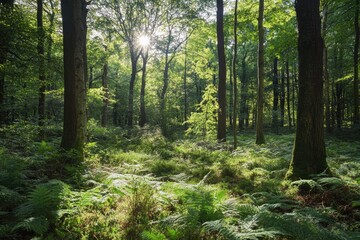 Fototapeta premium Serene Sunlit Forest with Lush Green Undergrowth - Peaceful Woodland Landscape , ai