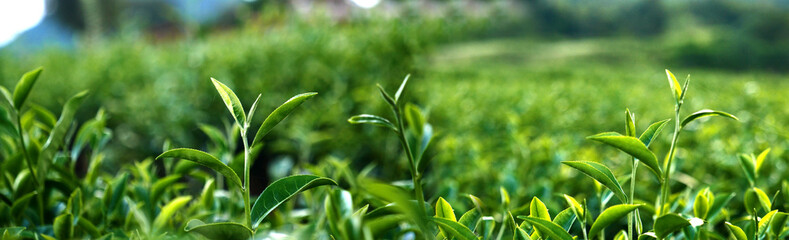 Banner Green tea tree leaves camellia sinensis organic farm sunlight. Panorama Fresh young tender bud herbal farm in morning. Banner Sunlight Green tea tree plant. Wide Green Tea Tree with copy space