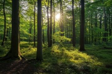 Fototapeta premium Serene Sunlit Forest with Lush Green Undergrowth - Peaceful Woodland Landscape , ai
