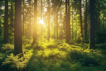 Naklejka premium Serene Sunlit Forest with Lush Green Undergrowth - Peaceful Woodland Landscape , ai