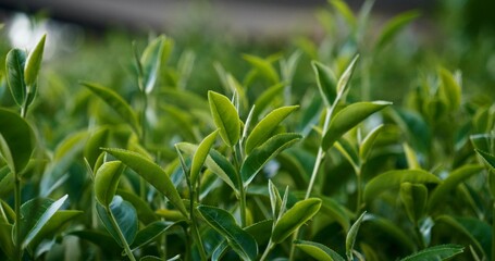 Green tea tree leaves field young tender bud herbal Green tea tree in camellia sinensis organic farm. Close up Fresh Tree tea plantations mountain green nature in herbal farm plant background morning