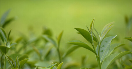 Green tea tree fresh leaves in eco herbal farm. Tree tea plantations in morning sun light. Freshness herbal natural garden farmland. Drinking organic relax heath plant. Green tea tree in farm