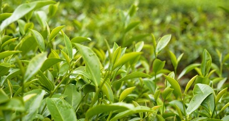 Green tea tree leaves field young tender bud herbal Green tea tree in camellia sinensis organic farm. Close up Fresh Tree tea plantations mountain green nature in herbal farm plant background morning