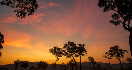 Golden sunshine sky tropical tree fields in sunny morning. Silhouette tree gold dawn mountain in spring season. Sustainable scenic meadow misty fog forest in countryside. Amazing landscape greenery