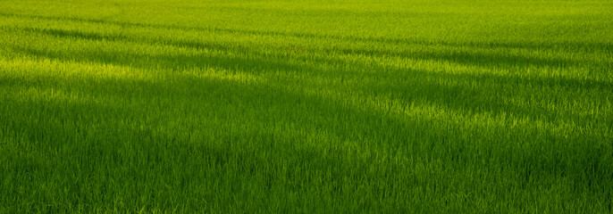 Obraz premium Banner Rice Field Green agriculture ecosystem Asian rice paddy field Vietnam green farm. Banner Harvest planting golden green rice terraces in organic farm tropical natural sunrise with copy space