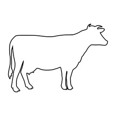 Cow line Hand Drawn