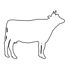 Cow line Hand Drawn
