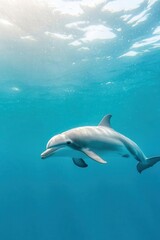 Naklejka premium Elegant Vaquita dolphin swimming near surface, rare marine mammal, clear blue water with sunlight streaming through