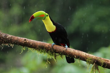Keel-billed toucan (Ramphastos sulfuratus) from Costa Rica