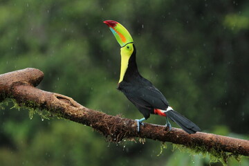Keel-billed toucan (Ramphastos sulfuratus) from Costa Rica doing a call
