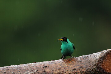 Green honeycreeper (Chlorophanes spiza) seen in Costa Rica