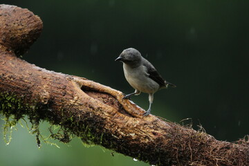 Palm tanager (Thraupis palmarum) found in Costa Rica