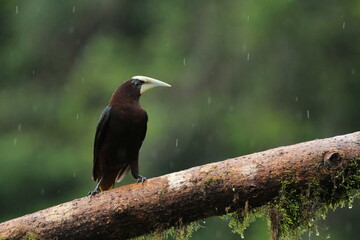 Chestnut-headed Oropendola (Psarocolius wagleri) from Costa Rica