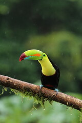 Keel-billed toucan (Ramphastos sulfuratus) from Costa Rica