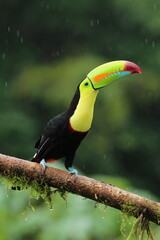 Keel-billed toucan (Ramphastos sulfuratus) from Costa Rica during rainfall