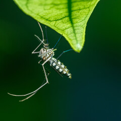 Mosquito on green leaf with raindrops.