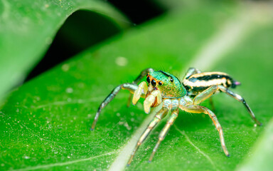 Jumping spider on green leaf.