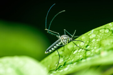 Mosquito on green leaf with raindrops.