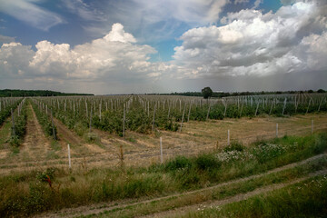 Obraz premium Vineyards in the field. Agricultural fields with vineyards in the countryside, Beautiful landscape with growing grapes. Typical vineyards on a sunny day under a cloudy sky.