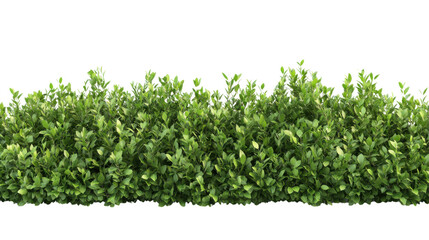 Naklejka premium Bush or shrub wall isolated on transparent background for graphic design.