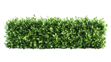 Obraz premium Bush or shrub wall isolated on transparent background for graphic design.