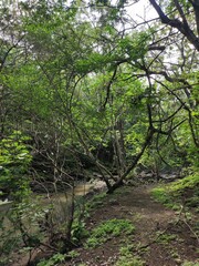 River in the tropical dry forest at Parque Nacional Santa Rosa, Costa Rica