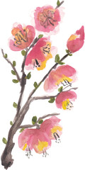 Cherry blossom Sakura watercolour illustration clipart with isolated white background