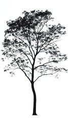 Obraz premium Print Majestic Silhouette of the Sourwood Tree, Nature's Elegant Profile on white background