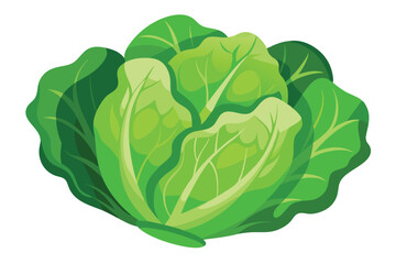 Lettuce vector illustration isolated in white background