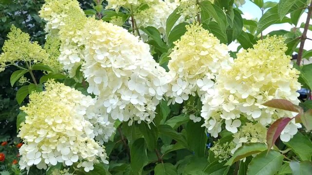Panicle hydrangea Polar bear swaying in the wind