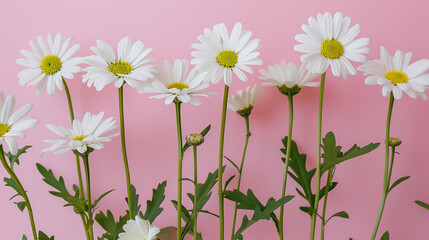 Fototapeta premium White daisies with green stems arranged on a pastel pink background