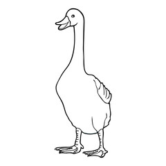 duck outline vector illustration
