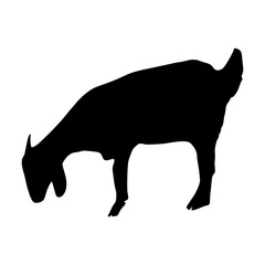 Sheep Silhouette illustration