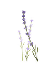 Obraz premium A delicate botanical illustration of lavender stems with soft purple flowers against a transparent or black background. The slender green stems and detailed petals create a sense of calm and natural b