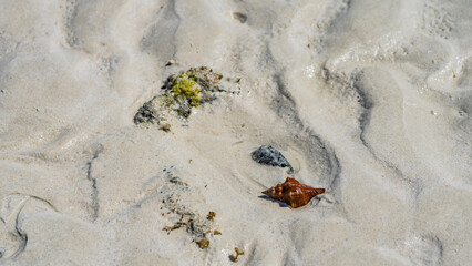 Sandy seabed at low tide. On the wavy wet sand is a red shiny curled clam shell. View from above. Madagascar.