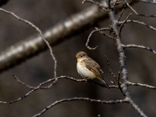森の中で枝に留まって周りを見渡しているニシオジロビタキの雌